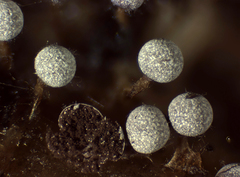 Physarum leucophaeum