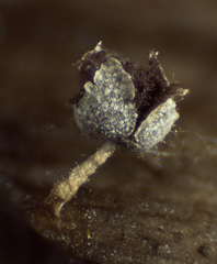 Physarum leucophaeum