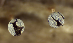 Physarum leucophaeum