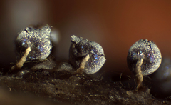 Physarum leucophaeum