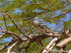 Coua cristata