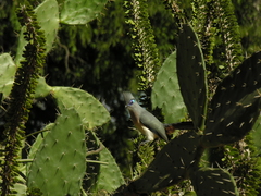 Coua cristata