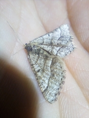 Isturgia murinaria