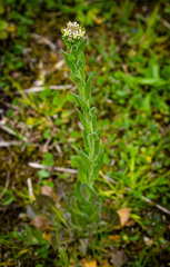Lepidium chalepense