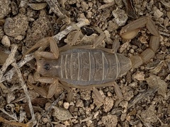 Paruroctonus becki