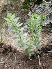 Linaria nivea