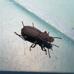 Nyctoporis cristata