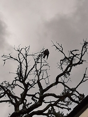 Ictinia mississippiensis