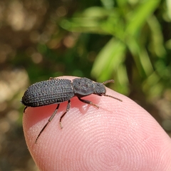Nyctoporis cristata