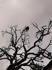 Ictinia mississippiensis