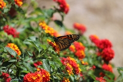 Danaus plexippus