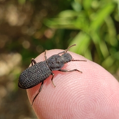 Nyctoporis cristata