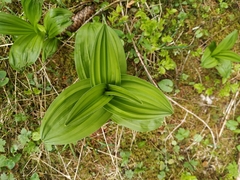 Veratrum album
