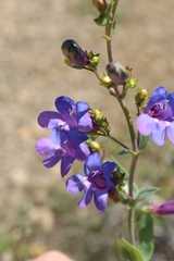 Penstemon azureus azureus