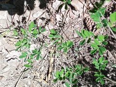Hippocrepis emerus emerus