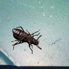 Nyctoporis cristata