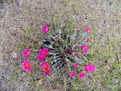 Angiospermae
