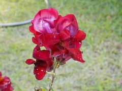Antirrhinum majus