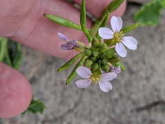 Cakile constricta