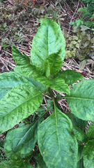 Phytolacca americana