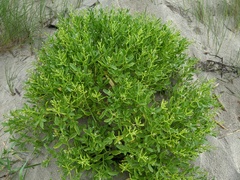 Cakile constricta