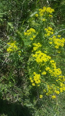 Euphorbia cyparissias