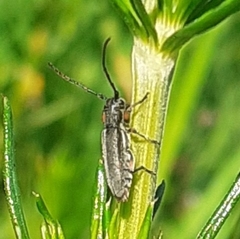 Phytoecia pustulata