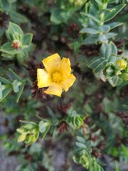 Hypericum mexicanum
