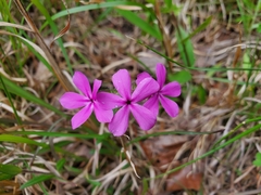 Phlox amoena