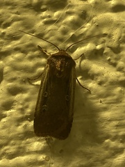 Ochropleura