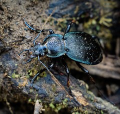 Carabus goryi