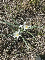 Leucocrinum montanum