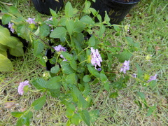 Lantana montevidensis