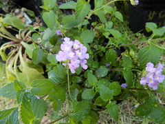 Lantana montevidensis