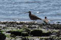 Numenius phaeopus