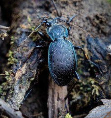 Carabus goryi