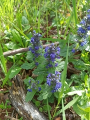 Ajuga genevensis
