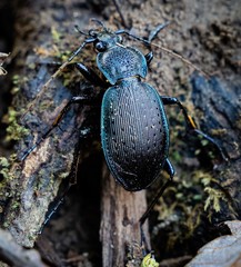 Carabus goryi