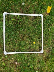 Taraxacum officinale