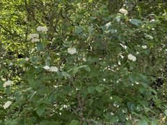 Viburnum ellipticum