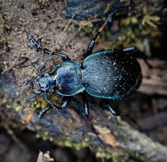 Carabus goryi
