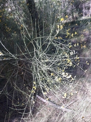 Genista cinerea