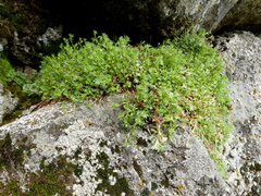 Saxifraga fragosoi