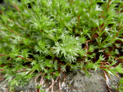Saxifraga fragosoi