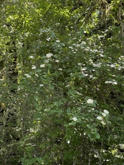 Viburnum ellipticum