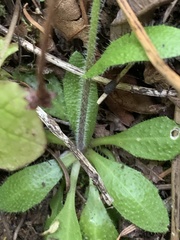Arabis eschscholtziana