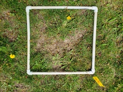 Taraxacum officinale