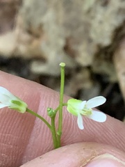Arabis eschscholtziana