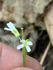 Arabis eschscholtziana