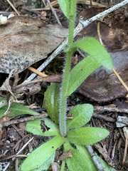 Arabis eschscholtziana